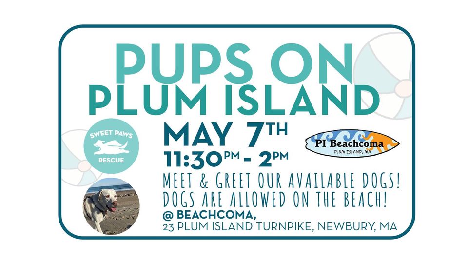 Pups on Plum Island – Meet & Greet
